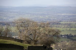 barley pendle hill 9.jpg